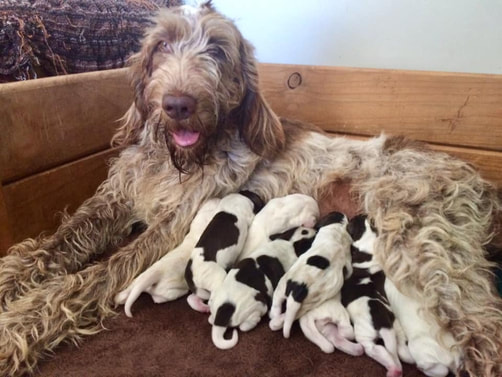 spinone for sale